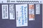 Etikette zu Melanotus trapezoides (LeConte, 1853) (NHMW-ZOO-COL-0007785)